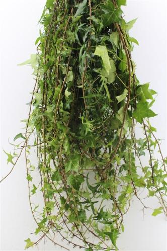 Hedera helix (blad)