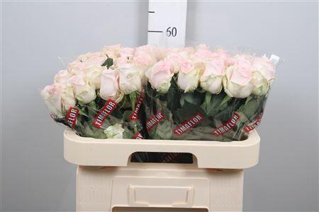 Rosa grootbloemig Revival Sweet