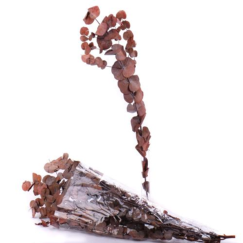Eucalyptus cinerea trvácny 60cm balenie