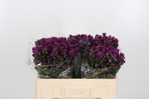 Aster Novi-belgii Grp 'Flash'
