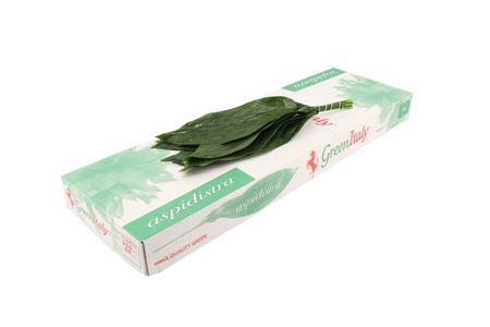 Aspidistra elatior per bos