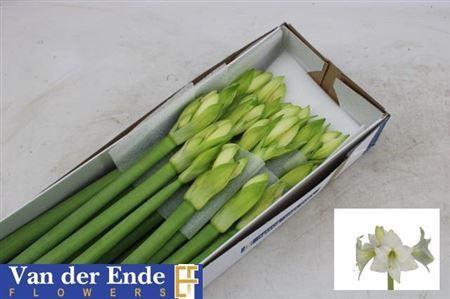 Hippeastrum Diamond Grp 'Costa Blanca'