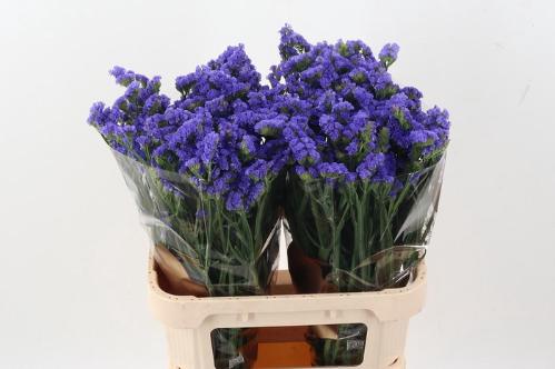 Limonium sinuatum Levis Wings