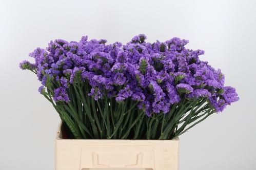 Limonium overig