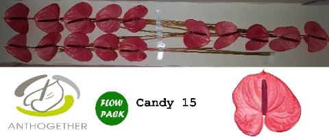 Anthurium Andreanum Grp Candy