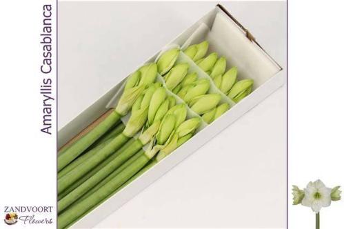 Hippeastrum Galaxy Grp 'Casablanca'