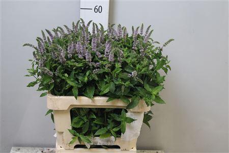 Mentha 'Tigra'