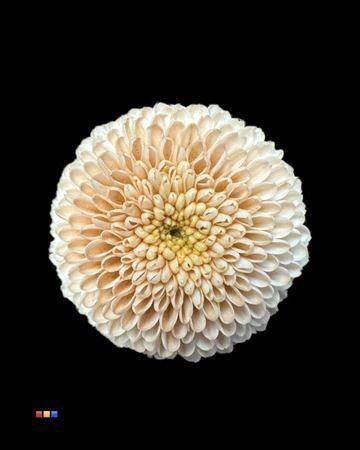 Chrysanthemum Indicum Grp tros santini kleurbehandeld H%
