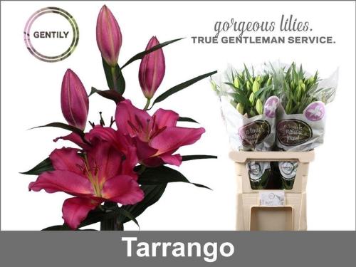 Lilium Oriental Grp 'Tarrango'