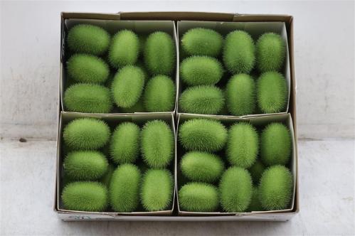 Cucumis hirsutus