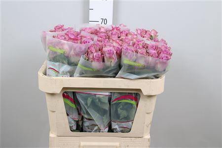 Rosa grootbloemig Nightingale!