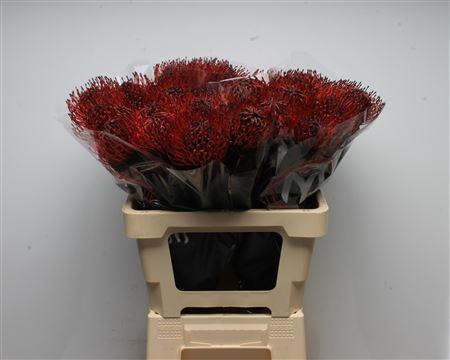 Leucospermum 'Naomi' kleurbehandeld H%