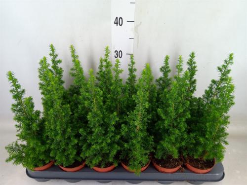 Chamaecyparis thyoides 'Top Point'