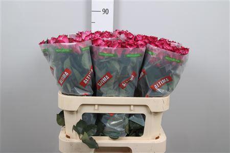 Rosa grootbloemig Deep Purple