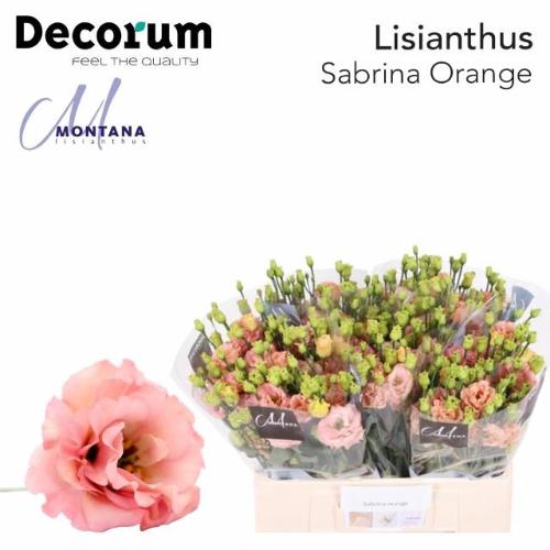 Eustoma russellianum gevuldbloemig russellianum 'Sabrina Orange'