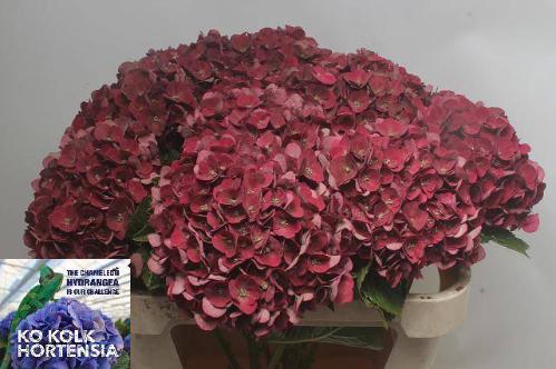 Hydrangea macrophylla 'Mon Amour' (classic)