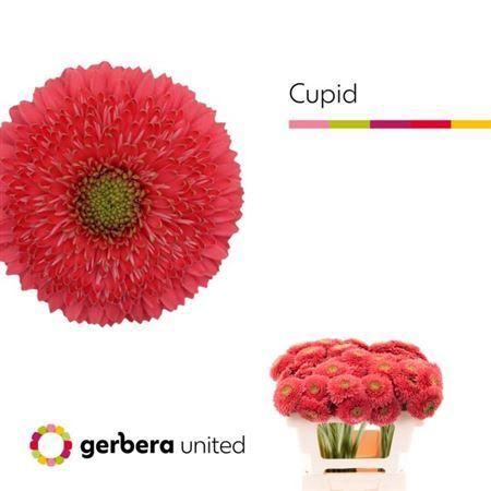 Gerbera Gerrondo Terra Cupid