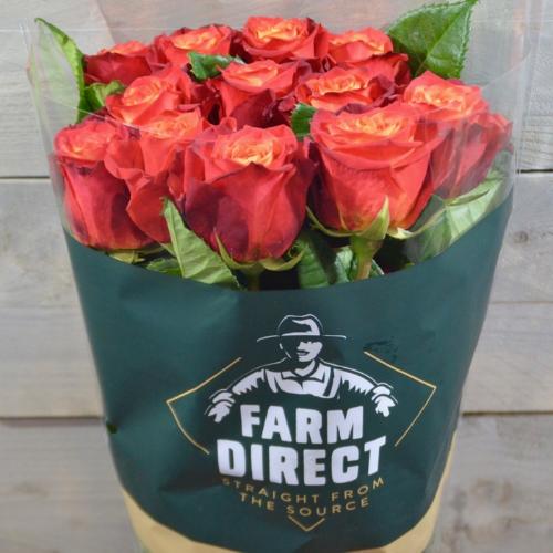 Rosa grootbloemig Atomic