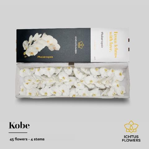 Phalaenopsis per bloem Kobe