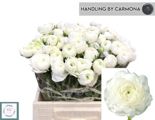 Ranunculus asiaticus 'Elegance White'