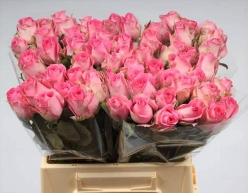 Rosa grootbloemig Revival