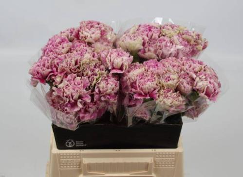 Dianthus standaard 'Antigua'