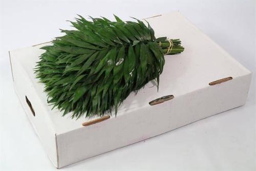 Chamaedorea Chicoblad per bos