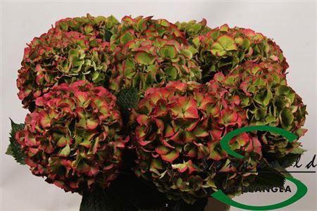 Hydrangea macrophylla Glowing Alps (classic)