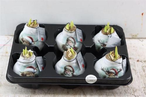 Hippeastrum bol gewaxt H%