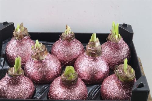 Hippeastrum bol gewaxt H%