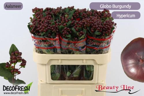 Hypericum x inodorum Globo Burgundy
