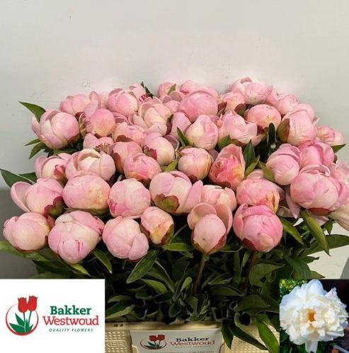 Paeonia Lactiflora Grp 'Gardenia'