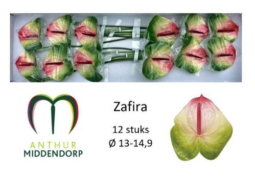 Anthurium Andreanum Grp Zafira