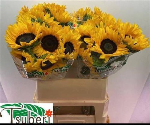 Helianthus annuus 'Orange Fire'