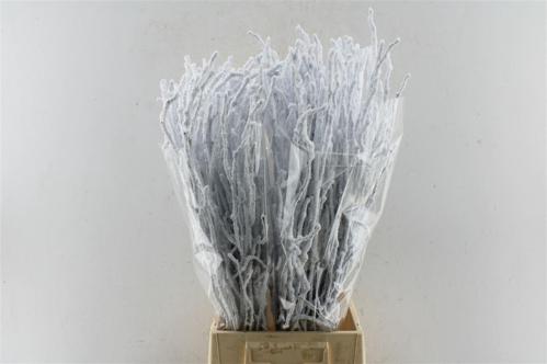 Betula kleurbehandeld H%