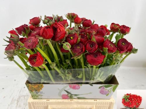 Ranunculus asiaticus 'Elegance Red'
