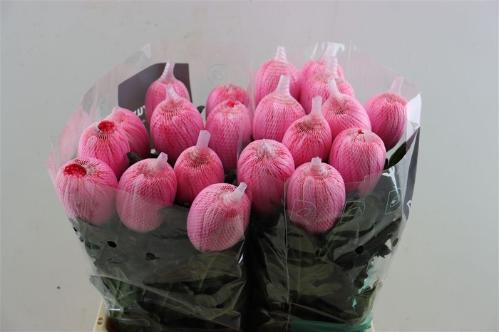 Chrysanthemum (Indicum Grp) geplozen Antonov kleurbehandeld H%