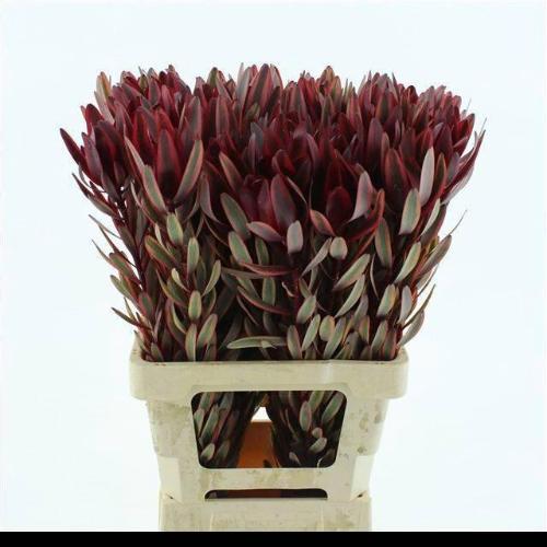Leucadendron 'Jester'