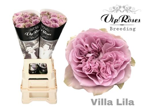 Rosa grootbloemig Villa Lila
