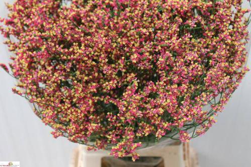 Limonium sinensis Scarlet Diamond