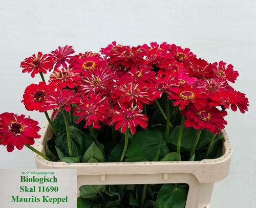 Zinnia elegans