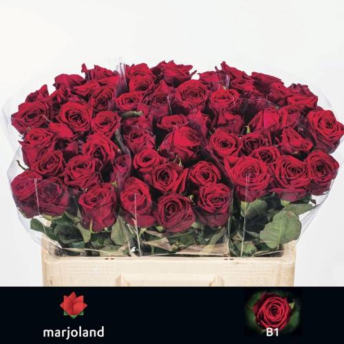 Rosa grootbloemig Red Naomi!