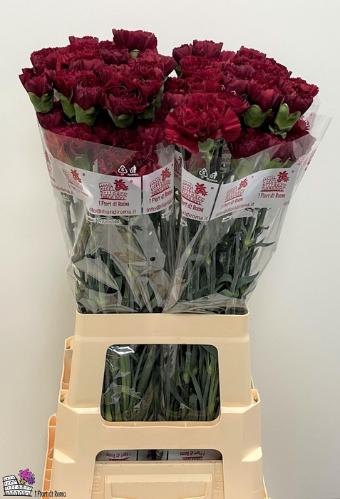 Dianthus standaard Grace