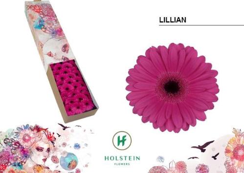 Gerbera mini Lillian