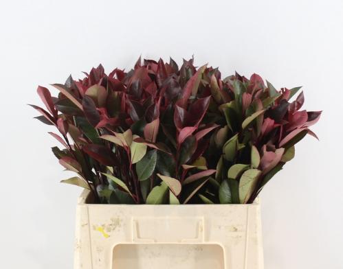 Photinia x fraseri 'Red Robin' (rood)