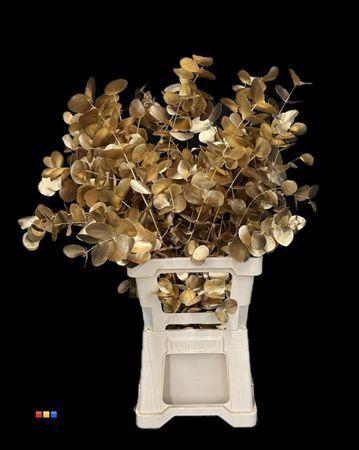 Eucalyptus cinerea kleurbehandeld per bos H%