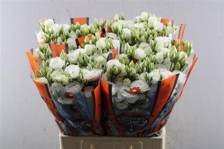 Eustoma russellianum gevuldbloemig 'Rosita White'