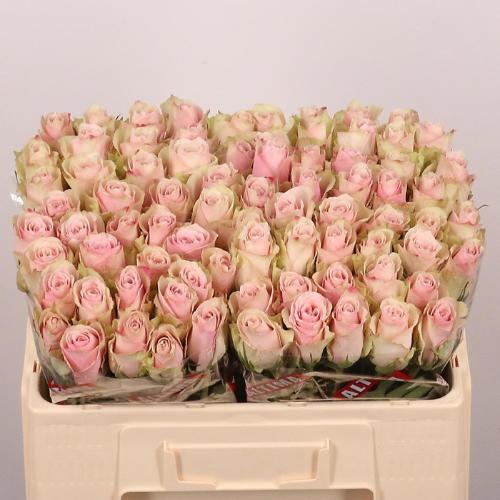 Rosa grootbloemig Pink Athena