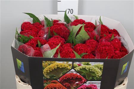 Celosia argentea (Cristata Grp) 'Reprise Velvet'