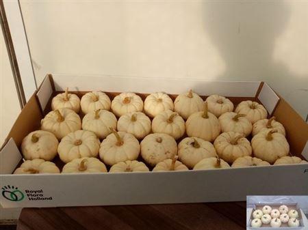 Siervruchten per stuk Cucurbita pepo 'Baby Boo'